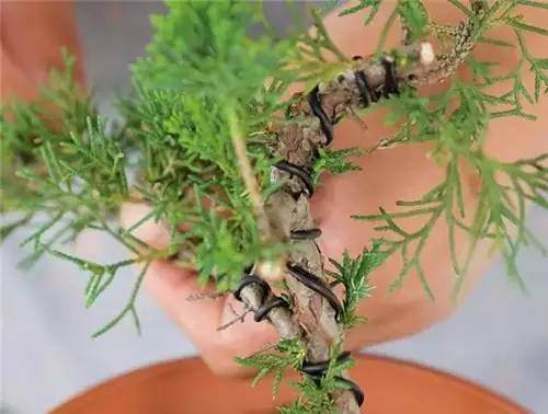 图解 老外怎么修剪盆景的的6个步骤