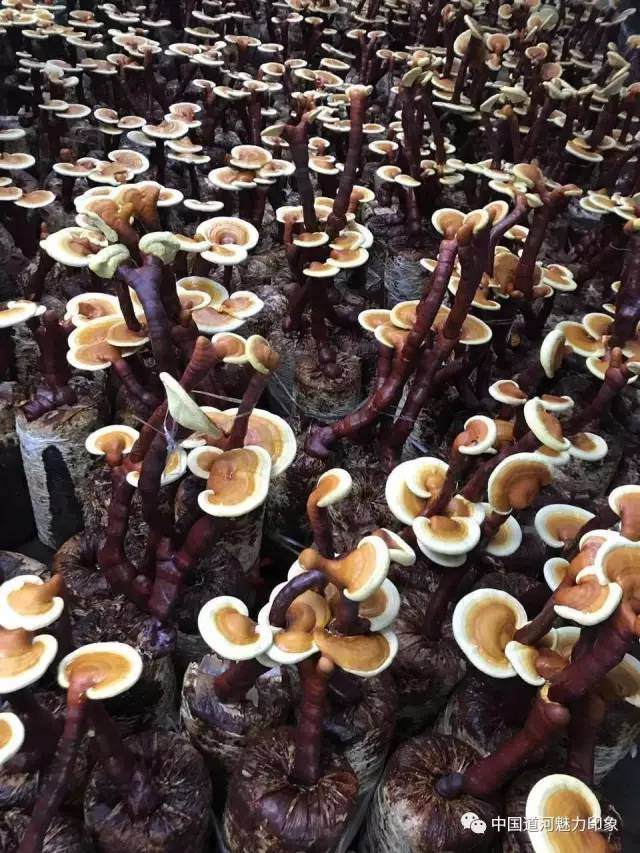 致富能手：灵芝做成盆景卖！