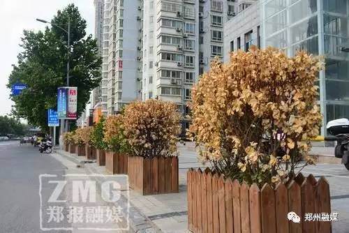 郑州：谁来管管这些冬青盆景，高温下几近干死
