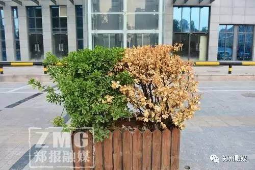 郑州：谁来管管这些冬青盆景，高温下几近干死