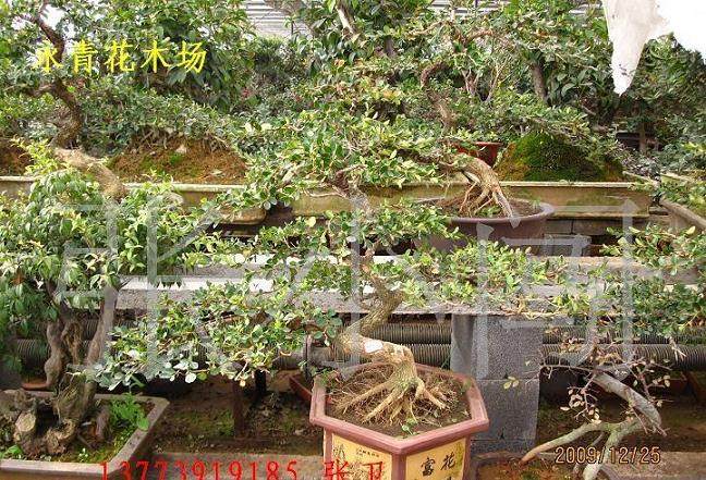 盆景的人工促老催古技术