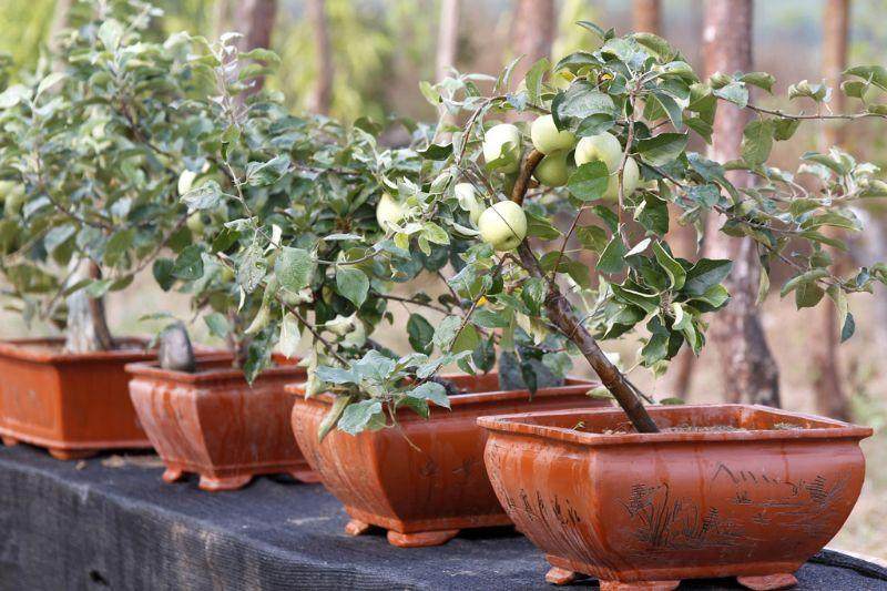 红富士苹果盆景叶片净光合速率的研究