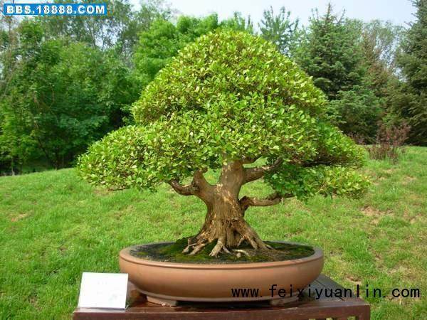 黄杨盆景取材、上盆、造型养护