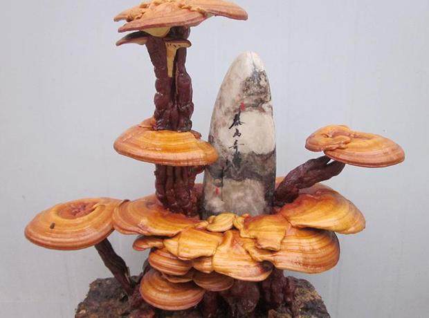 灵芝盆景的品种选择与造型培养