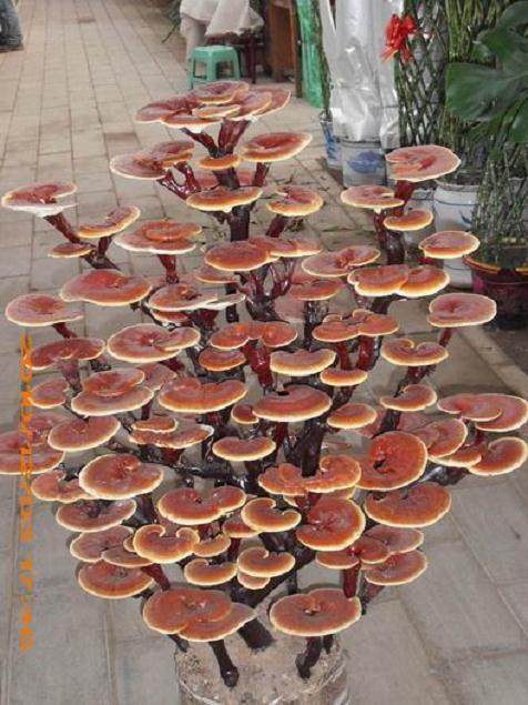 灵芝盆景的栽培养护配盆