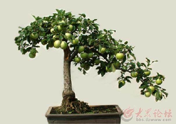 许多具有地方特色的野生和半野生果树可作为盆景材料