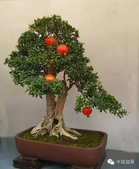 什么果树盆景品种的最具有选择优势?