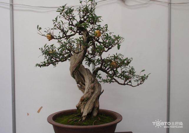 盆景题名、文化底蕴的艺术鉴赏