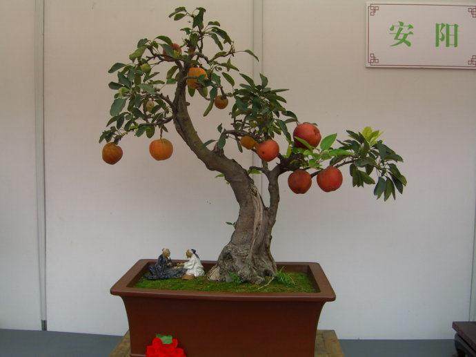 盆景题名、文化底蕴的艺术鉴赏