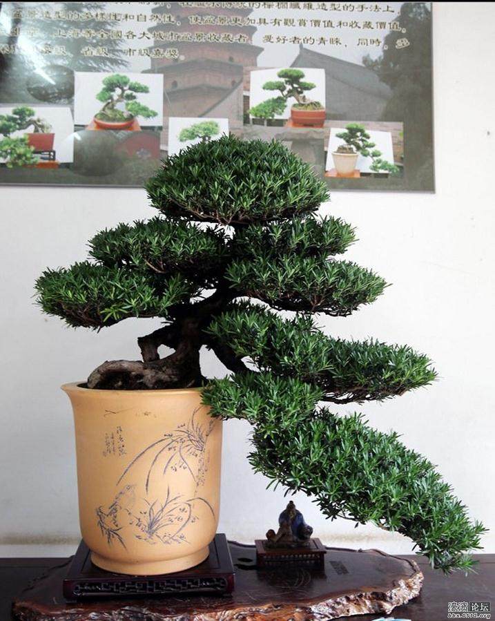 罗汉松盆景怎么用生根剂来扦插繁殖