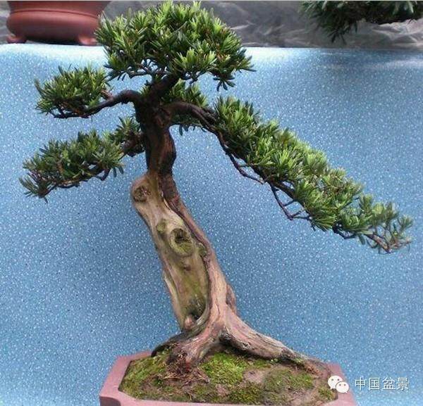 罗汉松盆景的制作及养护技术