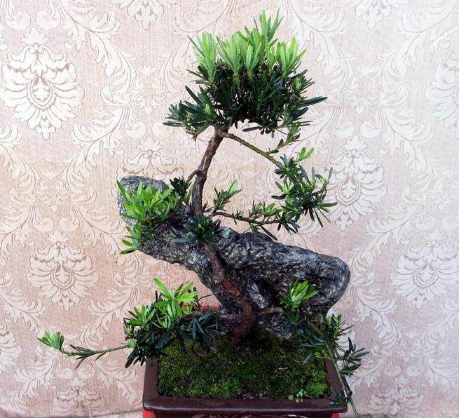 罗汉松盆景的整形修剪与蟠扎与造型