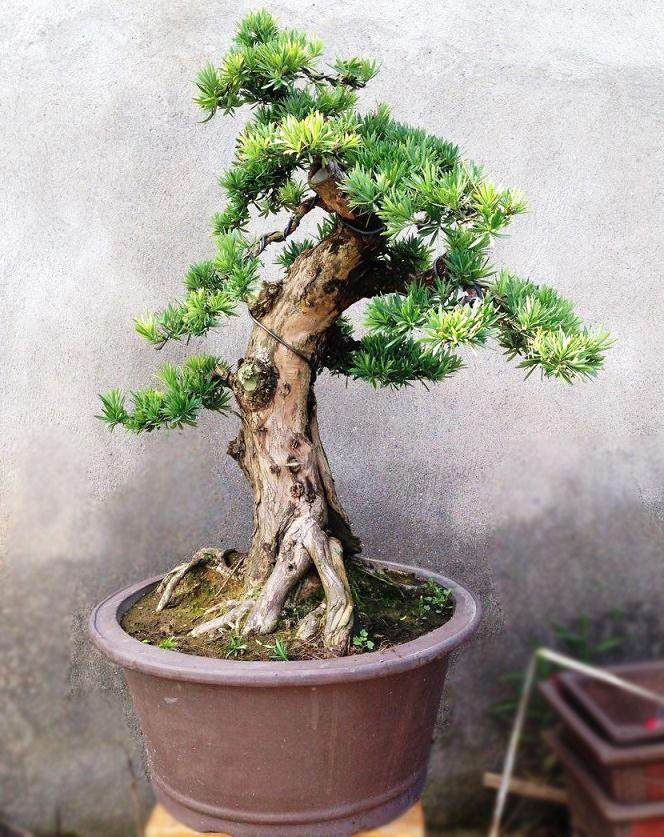 罗汉松盆景的整形修剪与蟠扎与造型