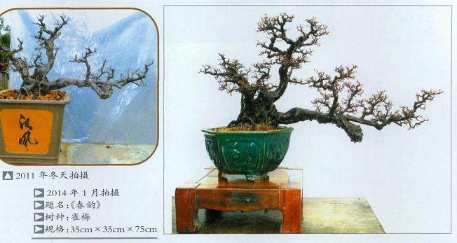 雀梅盆景的翻盆与修剪