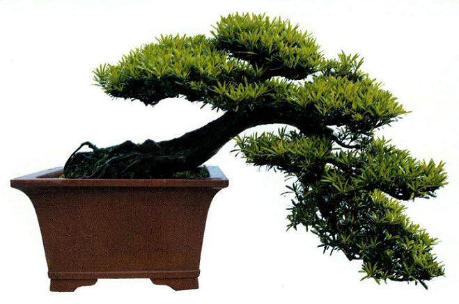 邓文祥先生创建的私家盆景园