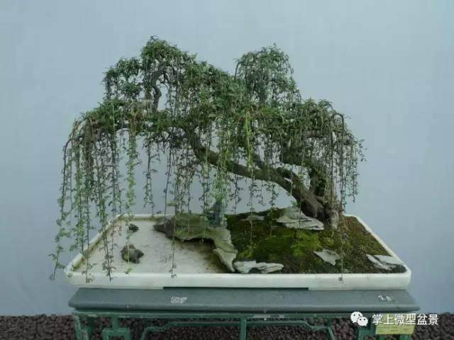 制作山水盆景时，首先要观察找出石料长处所在，因材施制