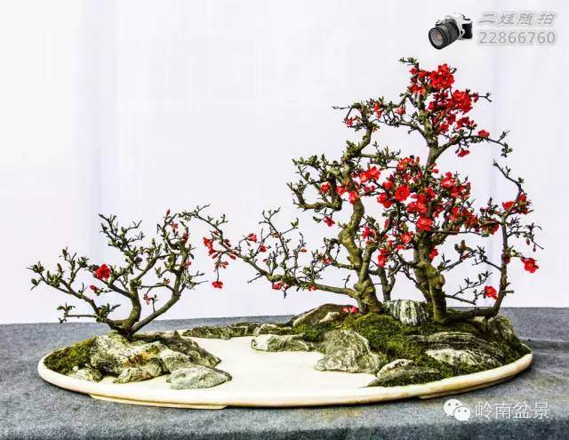 把温江盆景卖到欧洲去