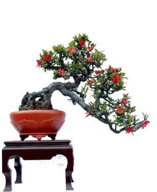 从苏派盆景艺术中感悟文化遗产魅力