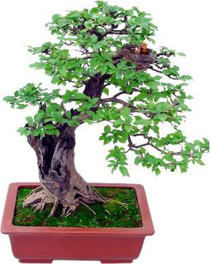 从苏派盆景艺术中感悟文化遗产魅力