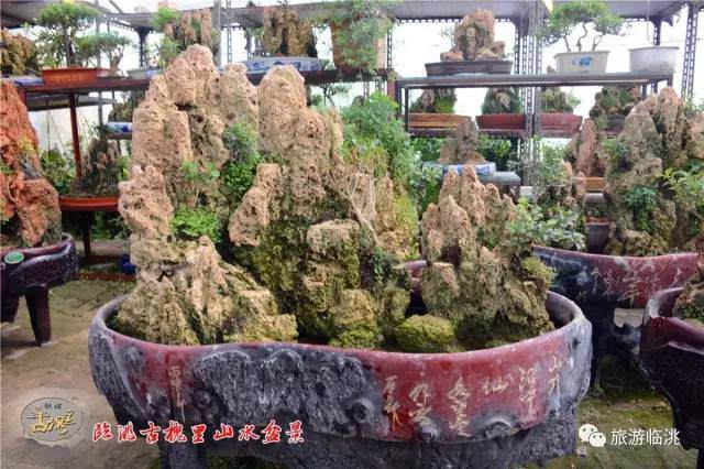 临洮狄道古槐里山水盆景