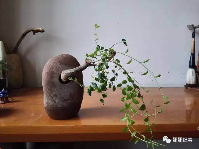 如何打造高雅的榆树盆景？