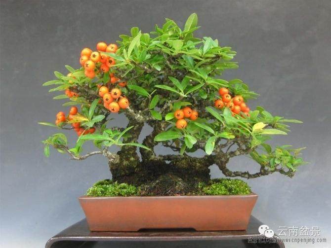 首届“世博杯”盆景精品邀请展将在云南举办