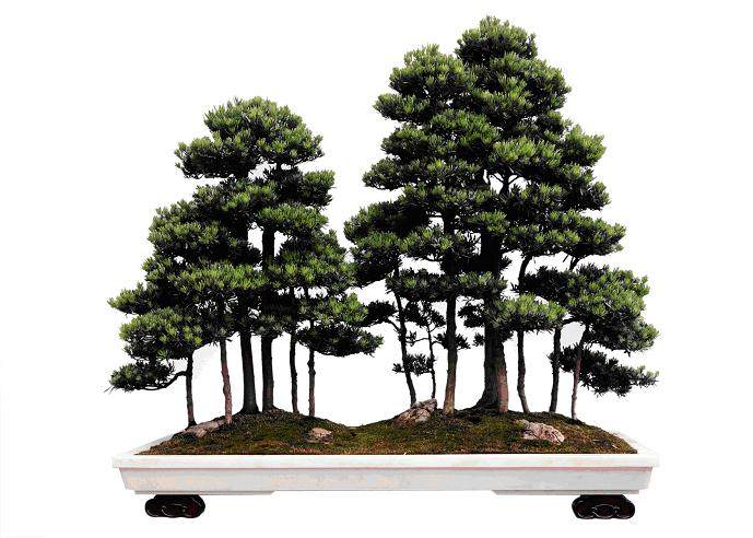 2014新春通派盆景精品展