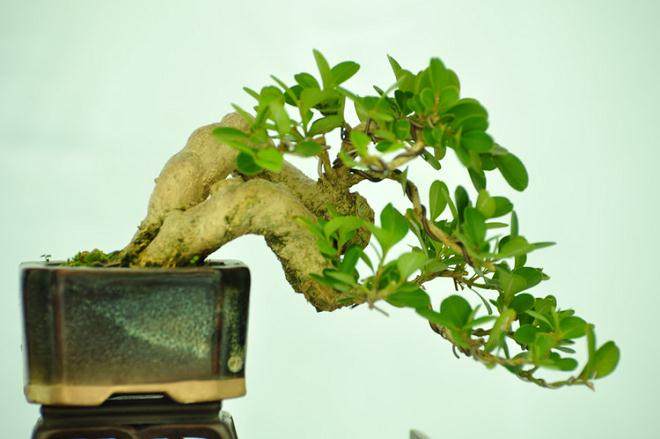 第二届全国网络会员小型微型盆景精品展