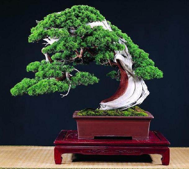 浅谈日本江户时代的盆景历史