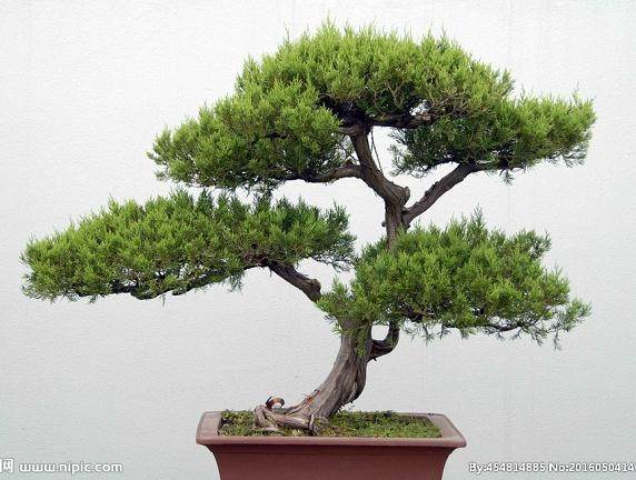 扬州市园林与盆景艺术家协会成立