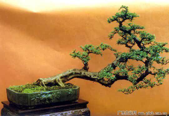 我与《花木盆景》杂志结缘，始于1989年！