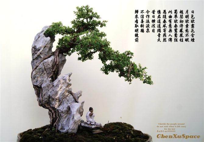 记得1994年那年接触到《花木盆景》杂志