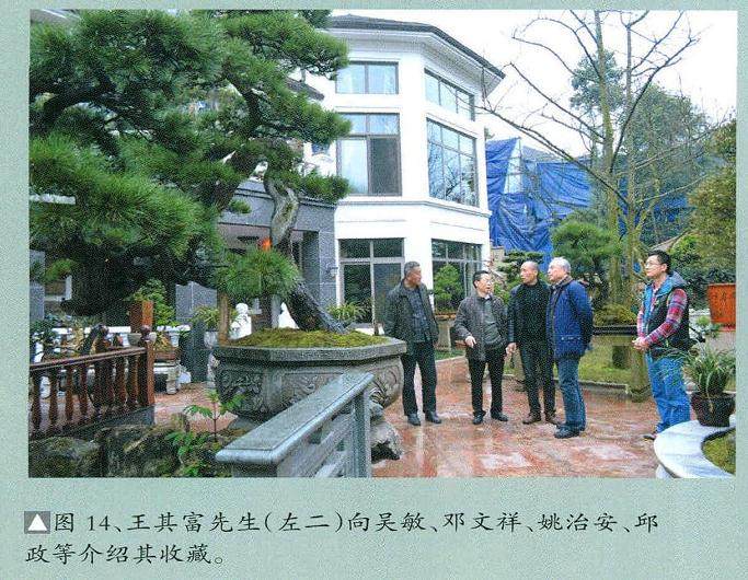 川派盆景的今日或许只是被片面理解或模仿！