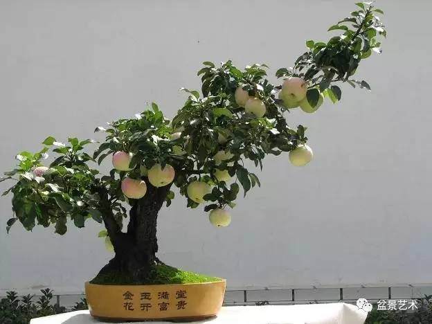 浅谈几种树桩盆景的放置