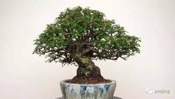 女王趣事：盆景&ldquo;杰克&rdquo;从中国乘头等舱抵英