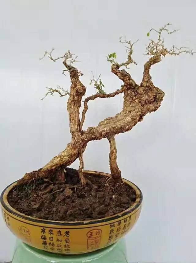 木石小山枸杞盆景欣赏