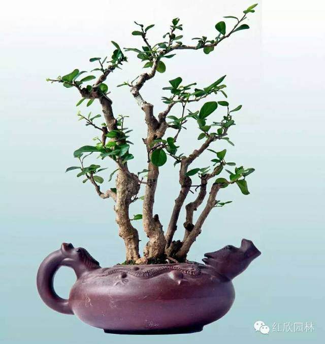 盆景世界里皱褶远离81岁的林鸿鑫老先生