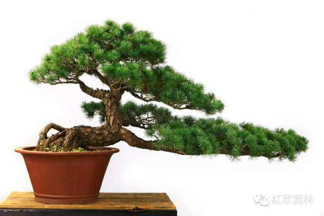 盆景世界里皱褶远离81岁的林鸿鑫老先生