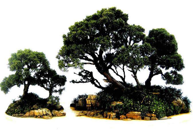 如何才能更好的应用云南盆景资源?