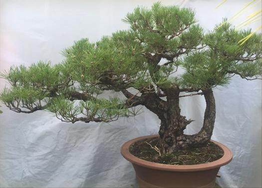 如何才能更好的应用云南盆景资源?