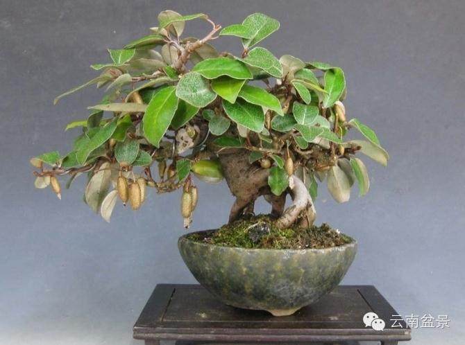 如何才能更好的应用云南盆景资源?