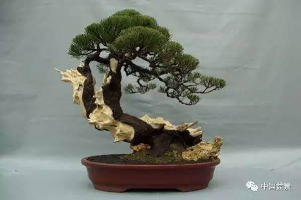如何制作心仪的微型盆景?