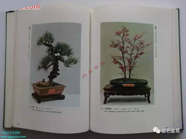 1969年出版的《文农盆景》【图】