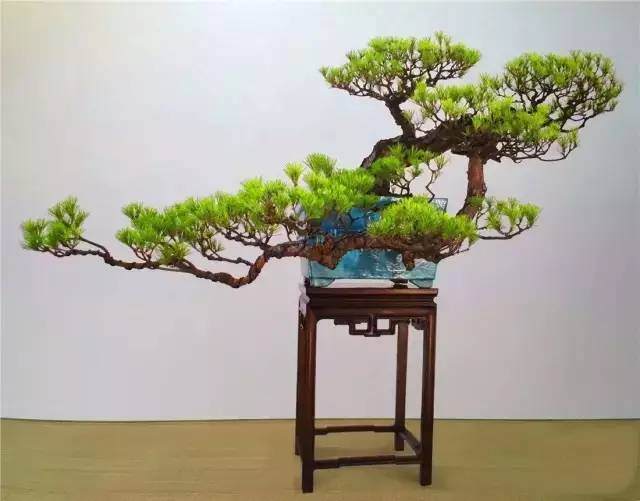 岭南盆景之&ldquo;捞月式&rdquo;欣赏