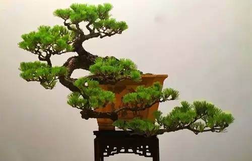 岭南盆景之&ldquo;捞月式&rdquo;欣赏