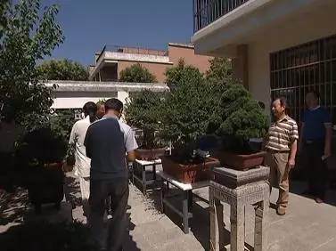 蚌埠盆景作品将代表安徽参加第九届中国花卉博览会