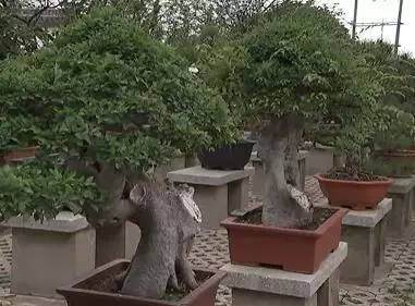 蚌埠盆景作品将代表安徽参加第九届中国花卉博览会