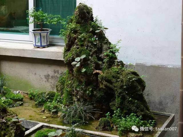 如何给山水盆景种上苔藓?