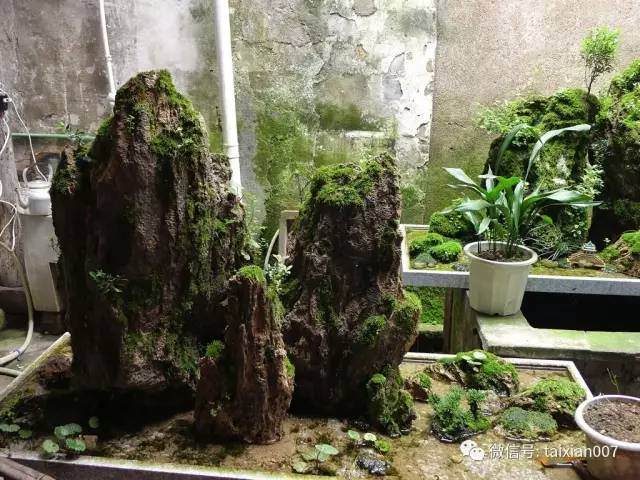 如何给山水盆景种上苔藓?