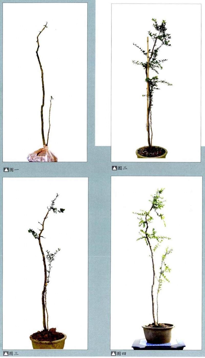 制作双杆岭南盆景【图解】